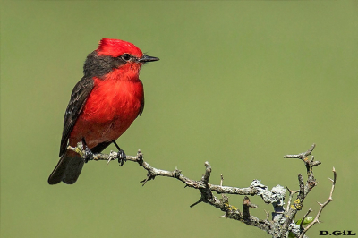 CHURRINCHE (Pyrocephalus rubinus)  - Paso Mauriciio - SAN JOSÈ (Octubre 2016)